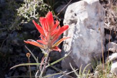 25_Guadalupe National Park_05